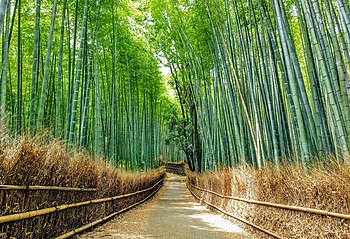 2021 Sagano Bamboo forest in Arashiyama Kyoto Japan