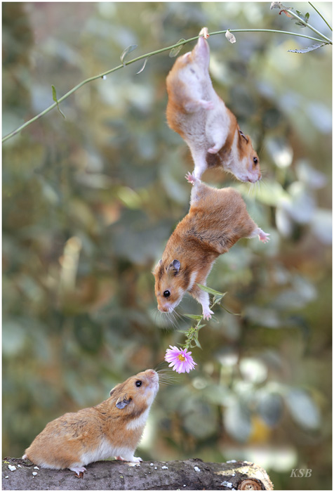 ardillas y flor